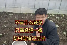 不管种植什么蔬菜，只需轻轻一撒，防虫防病还促长，农村经常用它视频封面