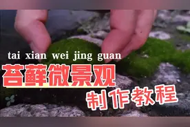 苔藓微景观制作教程。需要更详细教程的，私我信我，手把手教你。视频封面