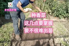 种植香菜要先掌握这几点，要不很难出齐苗，现场教你如何种植视频封面