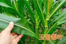 玉蜀黍叶泡水喝功效厉害，所含的特殊成分对人体特别有帮助哦视频封面