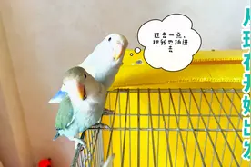 来听听，两个想励志成为网红的牡丹鹦鹉是怎么跟主人对话的