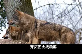 开拓团大战狼群视频封面