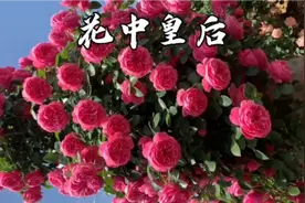 绿化带里的月季花，它可是医生手中良药视频封面