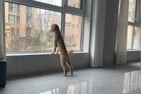 哑巴小狗最近忽然开始看家护主，害怕扰民不知道怎么办了