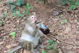 猴子一口气喝完整瓶酒，接下来憋住别笑，镜头记录搞笑一幕视频封面