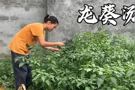 今天老公装水管满身大汗，90后媳妇摘了龙葵煲猪头汤，解解暑气视频封面
