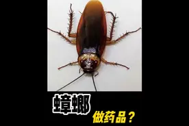 蟑螂不只是吓唬人，也能做成药品，！