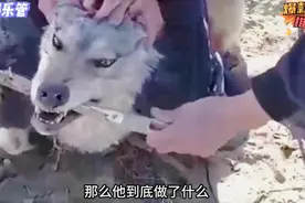 野狼进入牧羊人的羊圈偷羊，被牧羊人给活捉了＃神奇动物在抖音视频封面