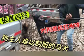 狗市上最凶的马犬，竟连续几次攻击主人，铁夹下疯狂挣扎难以制服视频封面