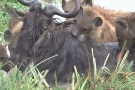 鬣狗水坑活吃角马视频封面