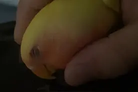 牡丹鹦鹉 到手上就睡觉视频封面
