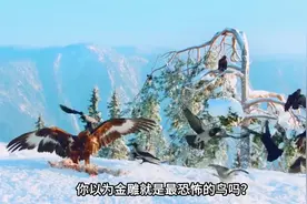 战斗力最强的八种猛禽！谁才是真正的天空之王？