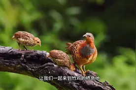 竹鸡的哪种叫声音更能吸引同伴呢？这个视频完全跟你讲清楚。