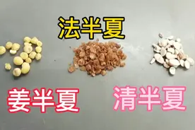 三种常用的半夏，有哪些区别，你知道吗？视频封面