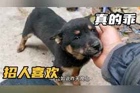 铁包金才到家一天，不挑食不乱拉不乱叫，这才是中华田园犬的本质