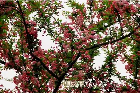 海棠文学城事件：创作自由与文化责任的较量视频封面