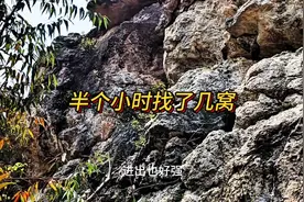 野外找蜂怎么找才快，学会这种方法，一天找几窝不是问题