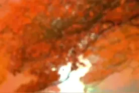 秋天的枫叶红了视频封面