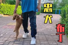 找不到主人的狗子有多着急！镜头记录全过程！
