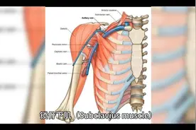 解剖学图解：锁骨下肌（Subclavius muscle）视频封面