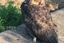 猫头鹰遇上猫视频封面