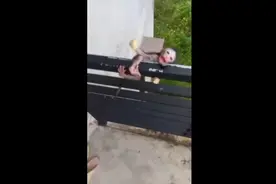 为了让猴哥学会直立行走，老表对它下肢进行强化训练，差点坠亡。视频封面
