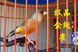 万里挑一的极品金翅雀，稳当善鸣颜值高，花口连唱真是棒视频封面