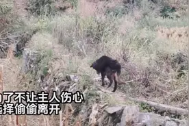 狗狗临终前离家出走，为什么狗会选择离家出走，难道怕主人伤心吗视频封面