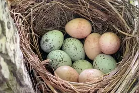 出大事了！这窝鸟蛋全都没了，到底是谁把这些鸟蛋偷走了