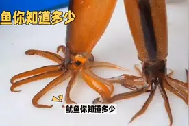 鱿鱼知识大揭秘：分布广泛，营养丰富视频封面