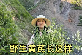 解惑揭秘篇：野生黄芪长啥样？野生黄芪哪里找？野生黄芪如何挖？