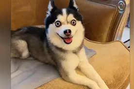 撞脸许凯的博士奇卡哇伊有多可爱兼具哈士奇的二和博美的聪明