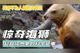 惊奇海狮！超越你想象的科学趣事视频封面