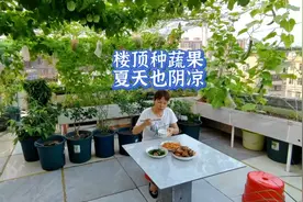 夫妻俩在楼顶种菜8年，蔬果自足，夏天楼顶也阴凉视频封面