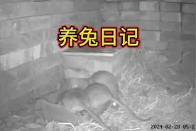 夜晚监控下，兔窝里居然出现这么多老鼠，怎么办？视频封面