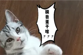 摸小公猫蛋蛋会怎样