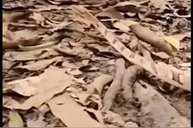 猫蛇大战谁才是最后的赢家视频封面