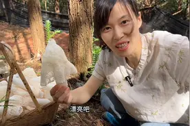 福英进山采竹荪，穿裙子的蘑菇开满一地，一会就收获满满一大篮视频封面