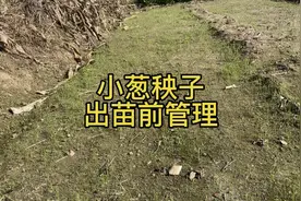 老菜农教你种小葱苗出全苗壮苗的妙招特别简单看了就会