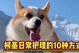 养好柯基犬，这10个日常护理知识不得不看！视频封面