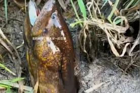 印度小伙钓到一条世界上最大的黄鳝，一起来看看吧视频封面