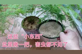 这些“小东西”到处都是，盆里撒一些，疏松又透气，蚊虫都不见了视频封面