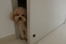 不让进卧室看着可怜，但进了卧室就是可气了！爱在床上撒尿的狗子视频封面