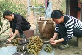 伟妹找了两天的蕨菜终于要卖了，1块2一斤，看看能卖多少钱吧视频封面