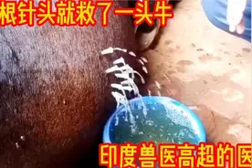 几根针头救了一头牛，印度兽医的高超医术，简单有效视频封面
