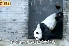 #大熊猫高姥爷#🐼 高高养生秘籍：饭后百步走活到两百岁！视频封面