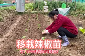辣椒的种植方法，去年12月份育下的辣椒苗，苗期长达三个月视频封面
