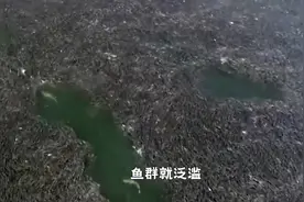长江禁渔效果多明显?米级鳡鱼多到把水面染黑?视频封面