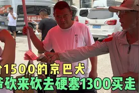大爷太热爱狗狗了，要价1500的京巴犬，大爷硬塞1300也要买下它。视频封面