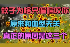 蚊子🦟为啥只偏偏咬你？原来和血型无关，真正的原因是这三个视频封面